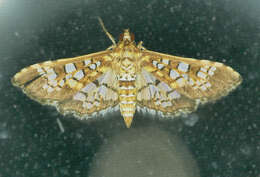 Image of Assembly Moth