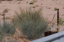 Image of Desert Broom