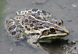 Image of Bull Frog