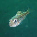 Image of Bocaccio rockfish
