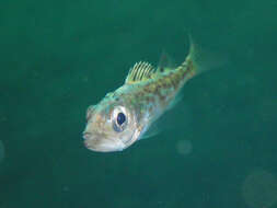 Image of Bocaccio rockfish