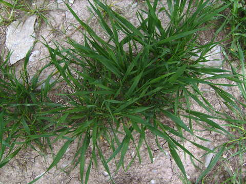 Image of common barley