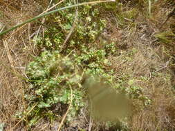 Image of Euphorbia serpillifolia subsp. serpillifolia