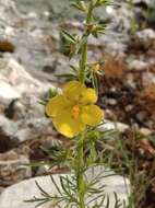 Sivun Verbascum orientale (L.) All. kuva