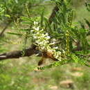 Image of Protoxaea gloriosa (Fox 1893)