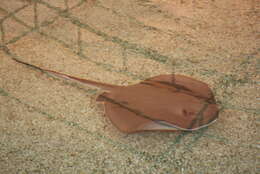 Image of Bluntnose Stingray