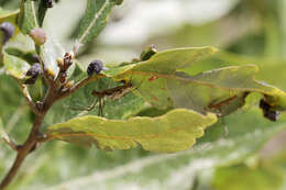 Image of Tetragnatha elongata Walckenaer 1841