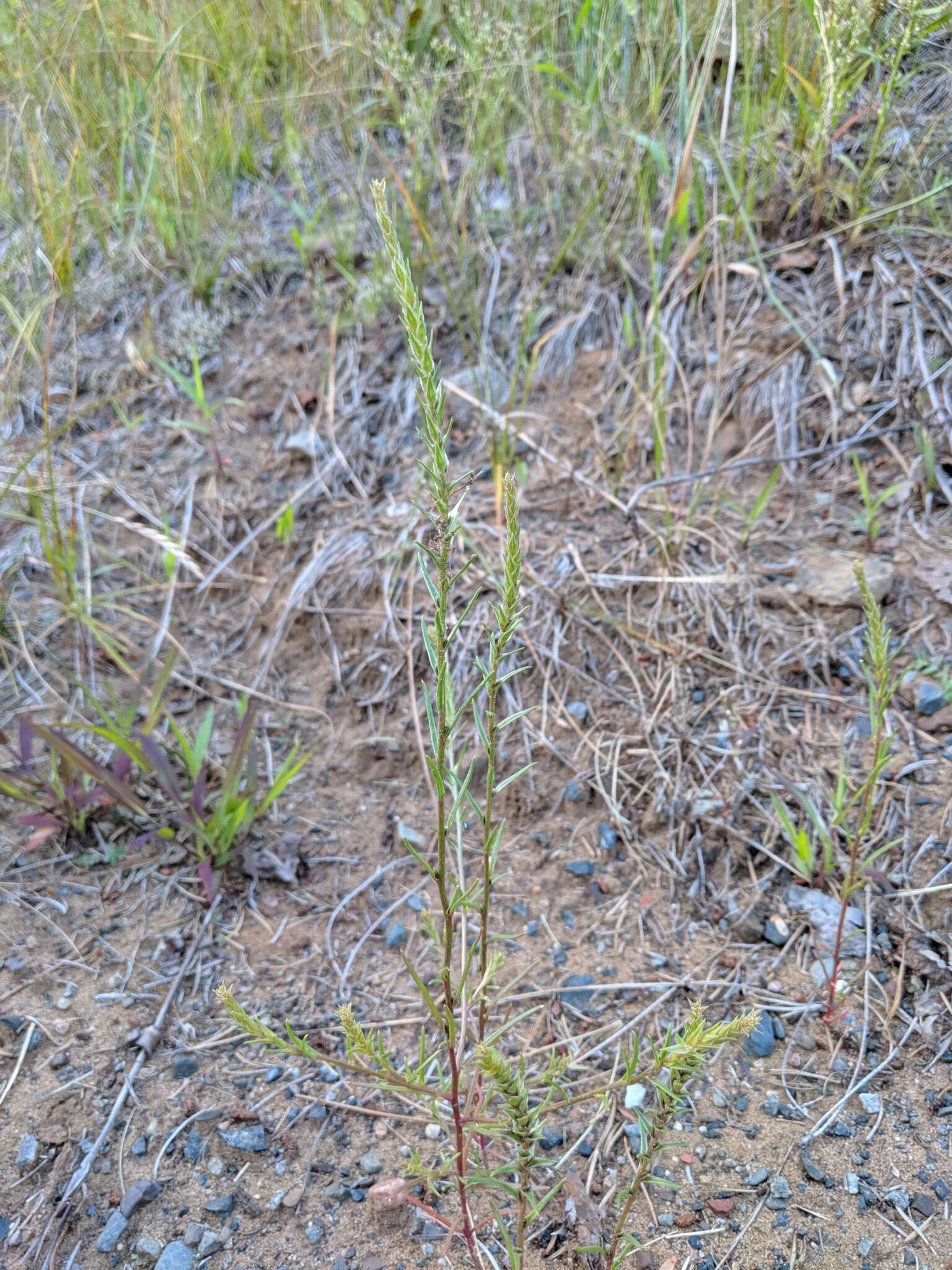 Image of <i>Corispermum <i>americanum</i></i> var. americanum (Nutt.) Nutt.
