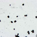 Image of Micrococcus luteus
