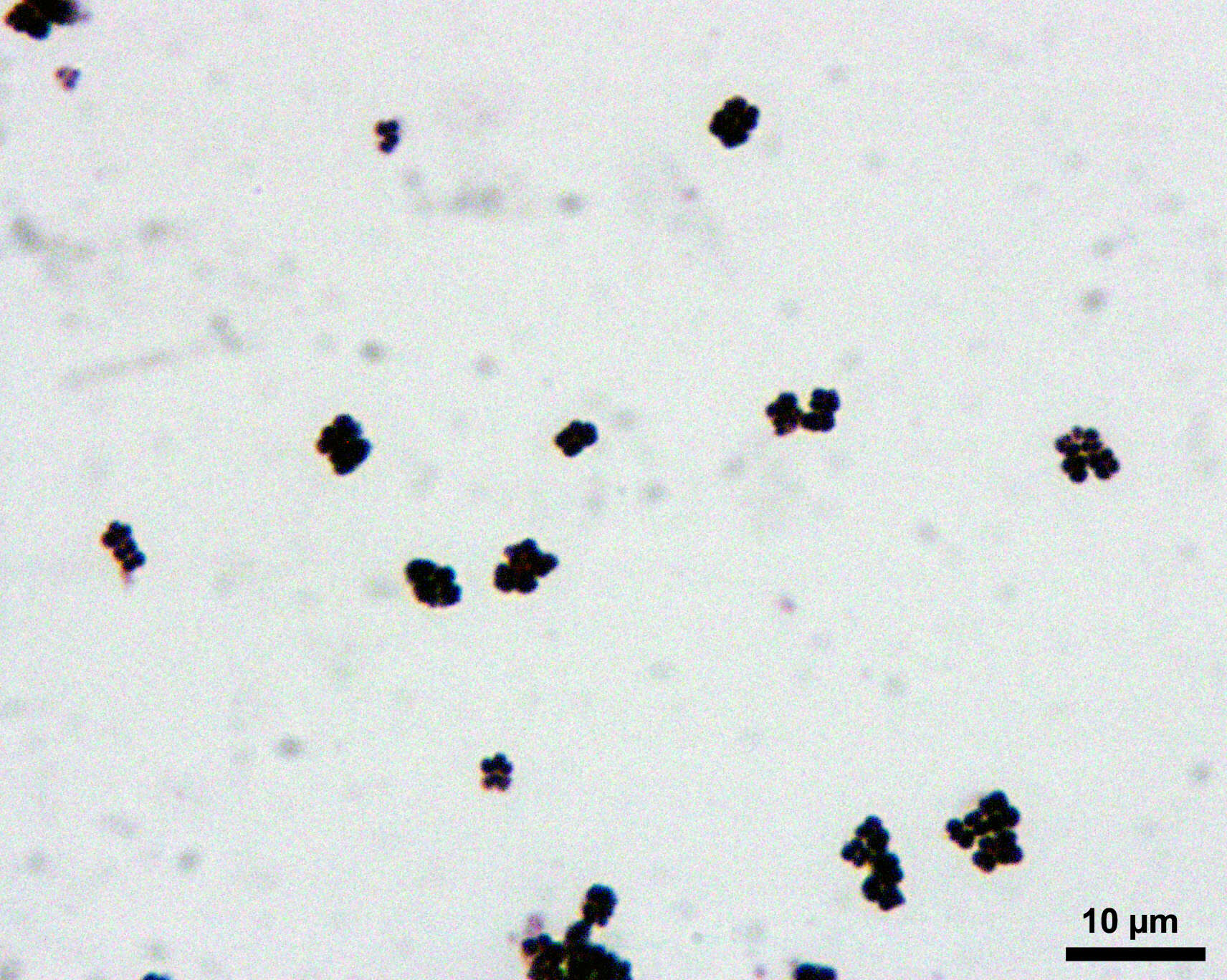 Sivun Micrococcus luteus kuva