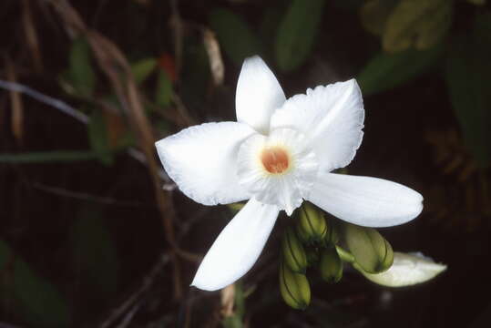 Sivun Vanilla phalaenopsis Rchb. fil. ex Van Houtte kuva