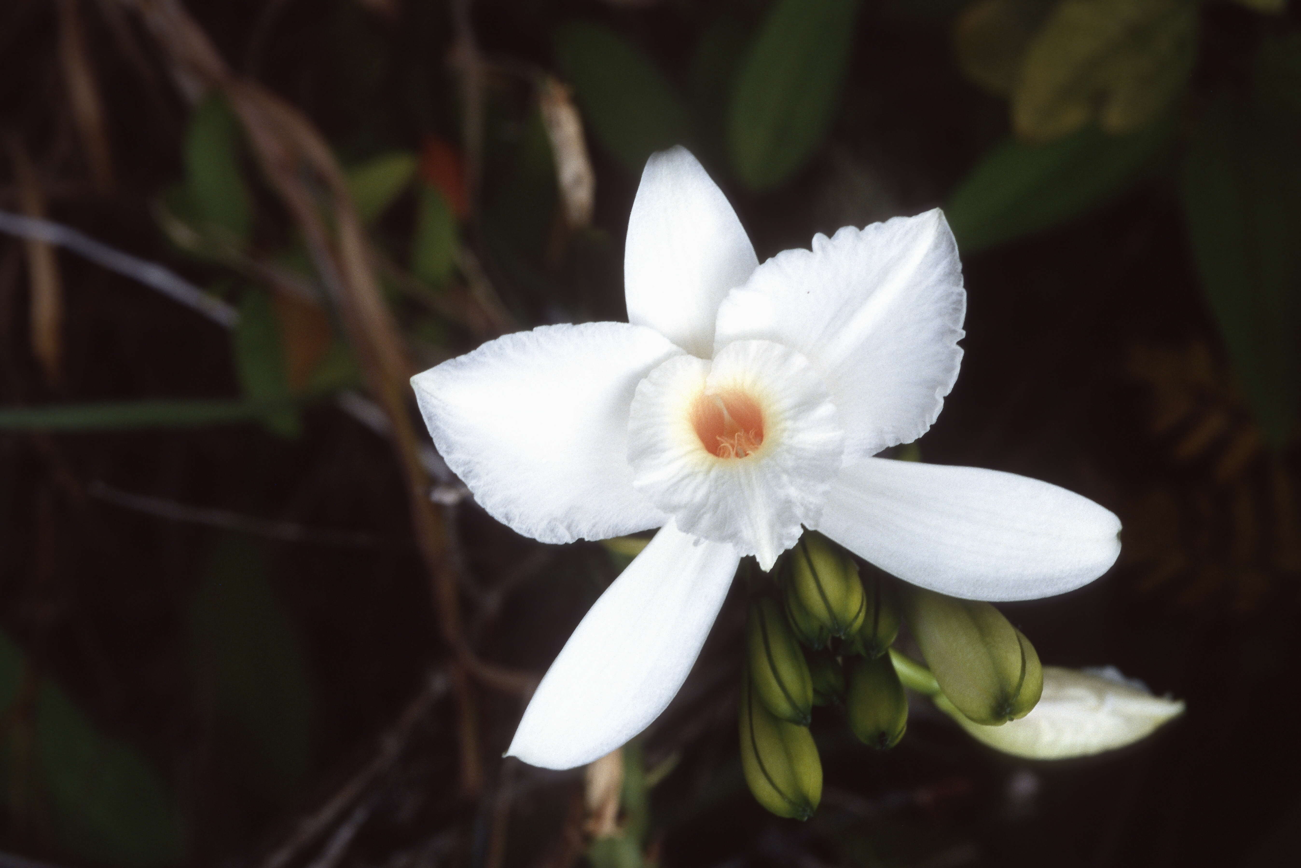 Image of Vanilla phalaenopsis Rchb. fil. ex Van Houtte