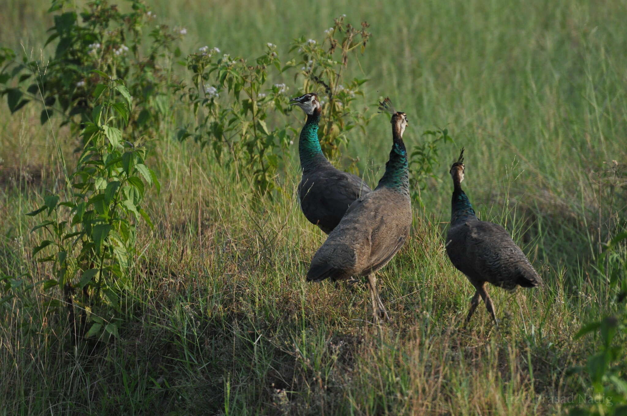 Image of Asiatic peafowl