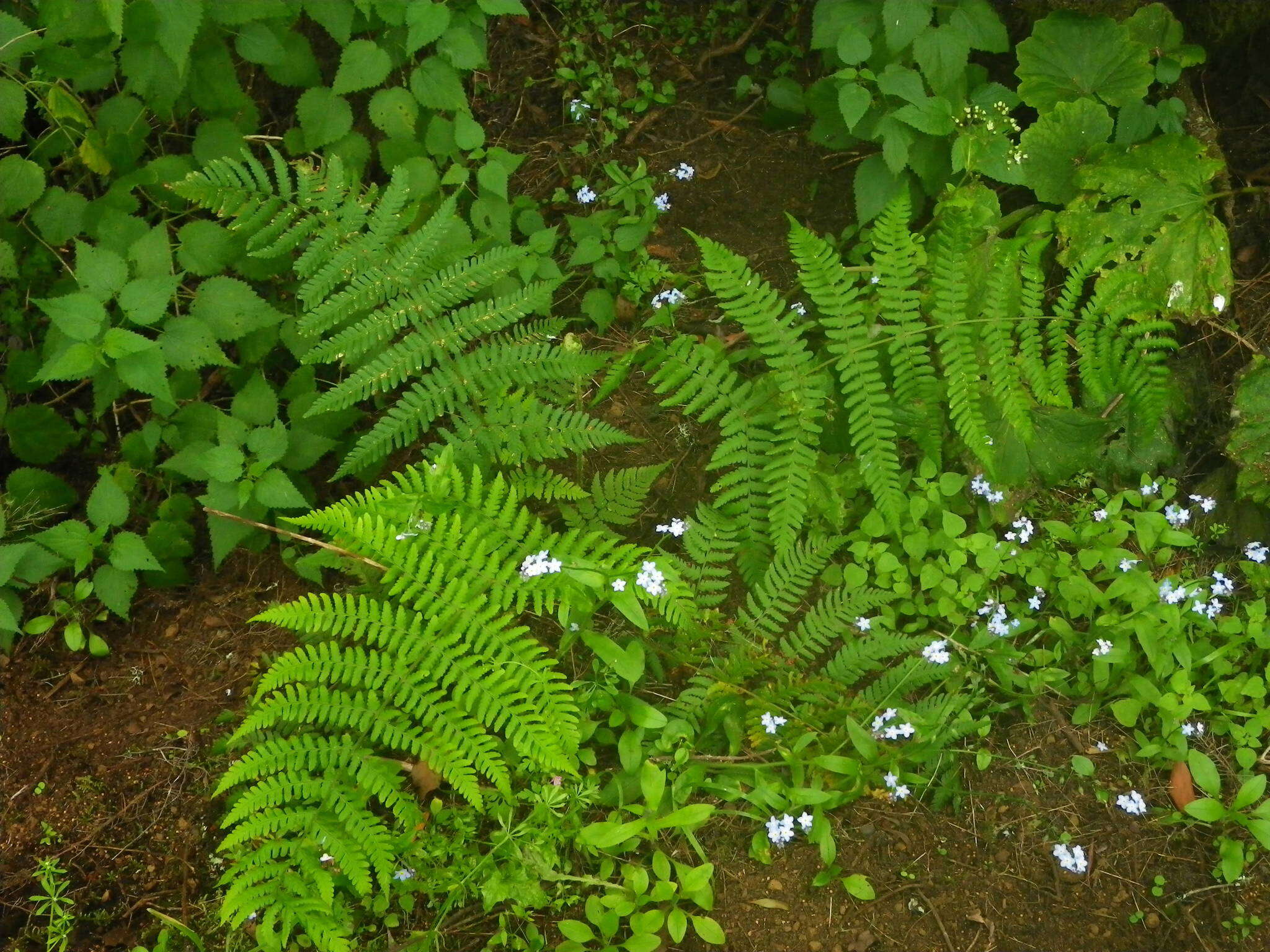 Image of Dryopteris oligodonta (Desv.) Pic. Serm.