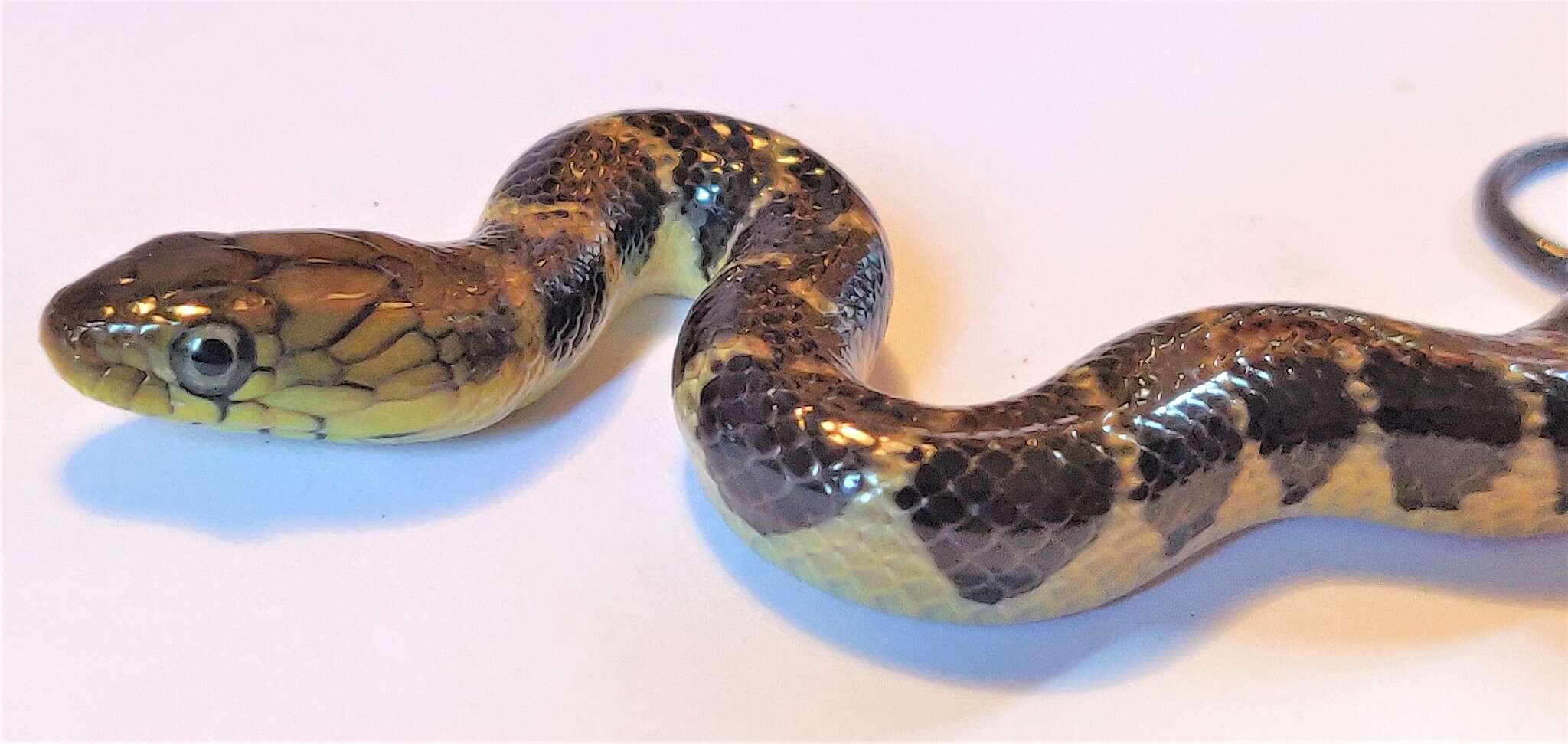 Image of Smith's African Water Snake