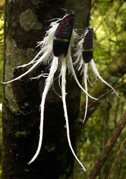 Image of Alaruasa