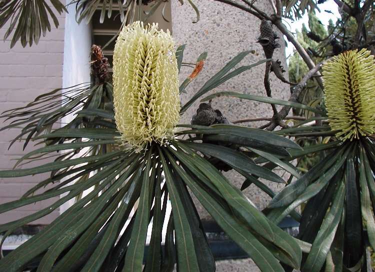 Image of northern banksia