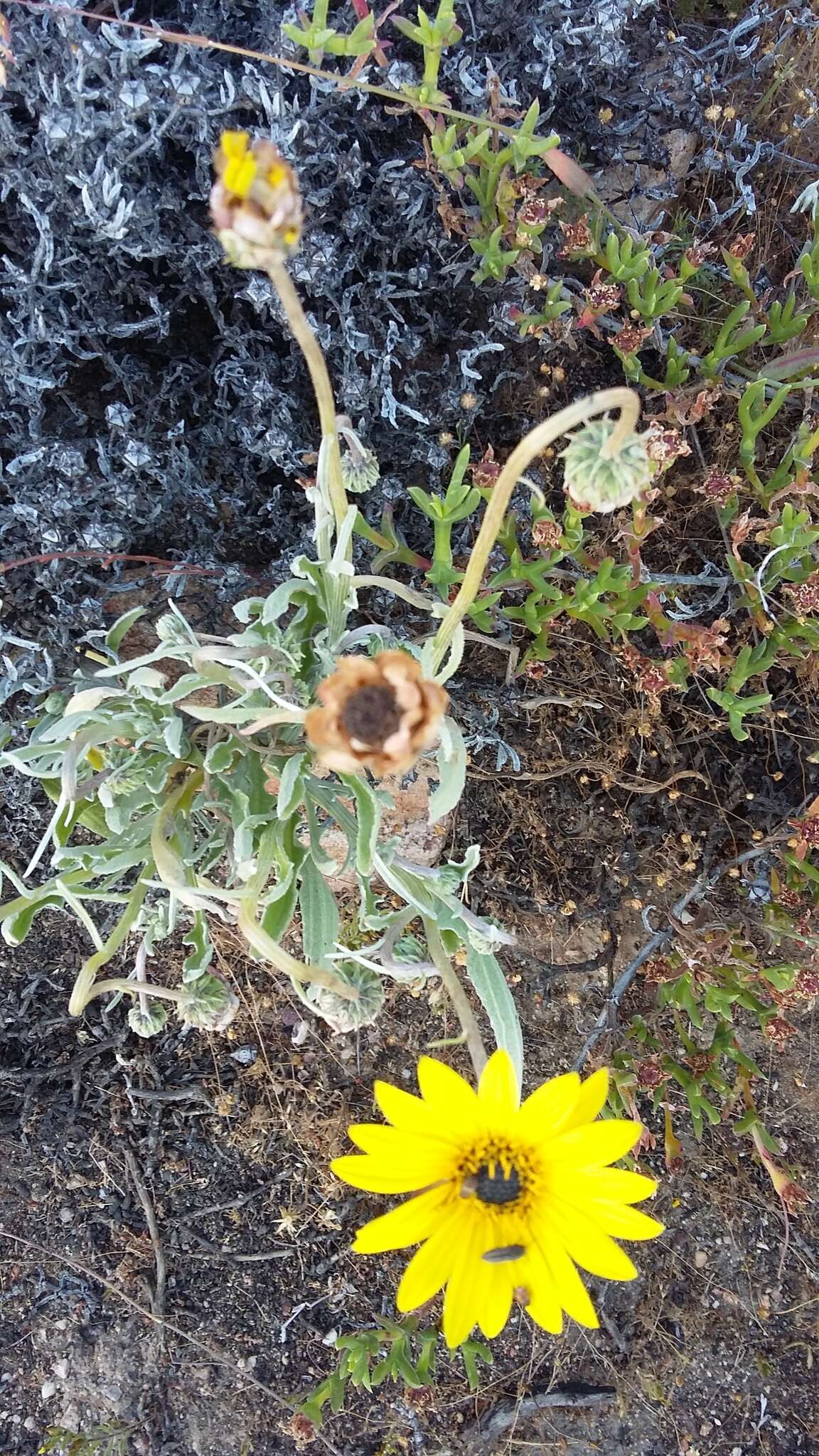 Image of Spear African Daisy