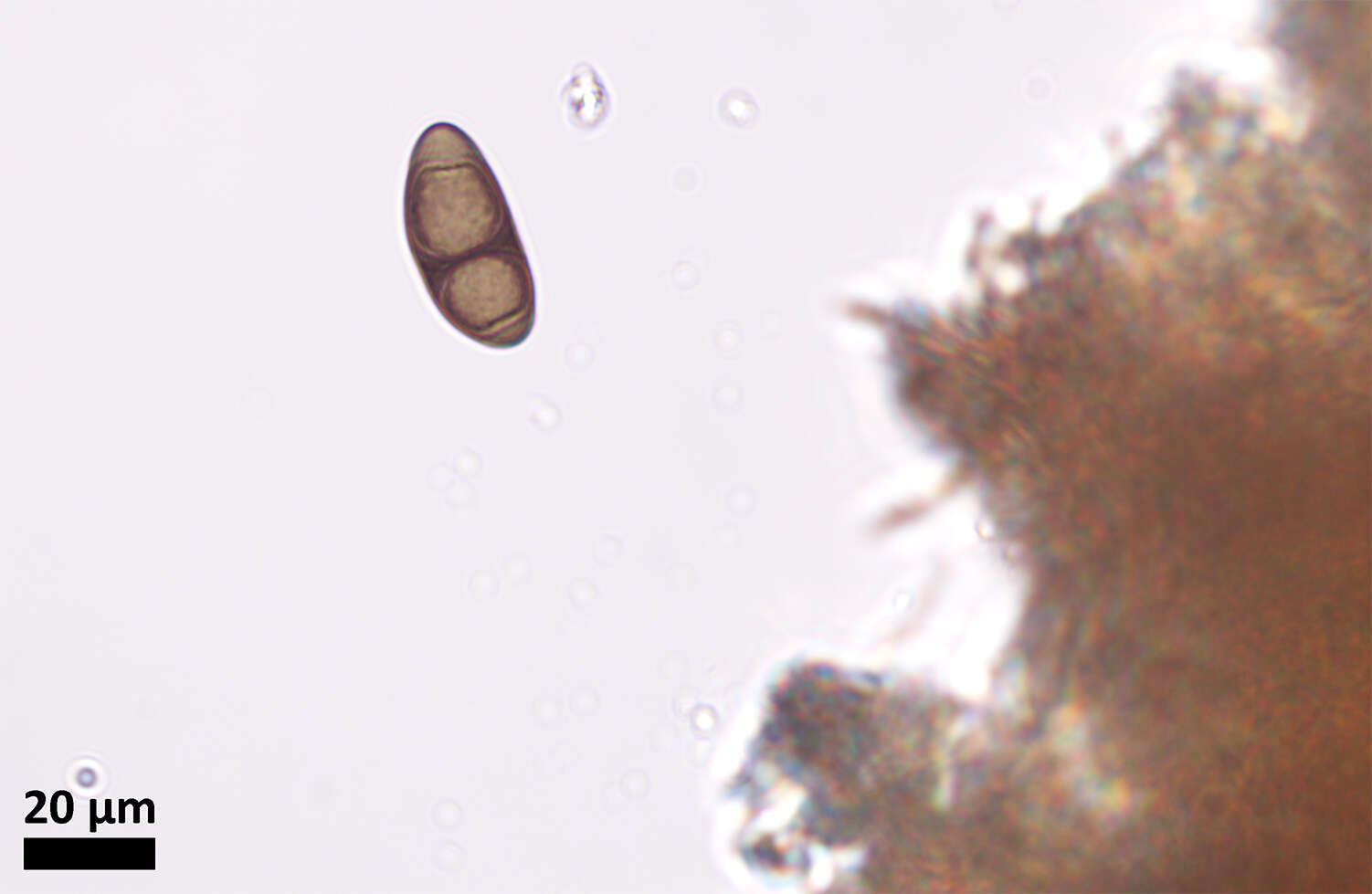 Image of Rinodina macrospora Sheard