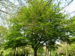 Image of European beech