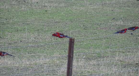 Platycercus elegans melanopterus North 1906 resmi