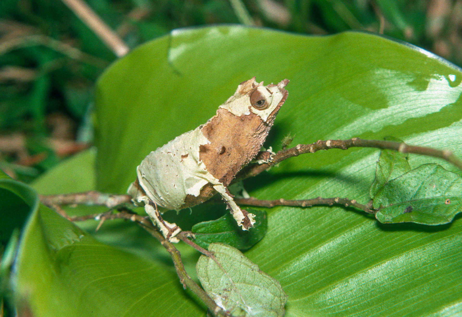 Image of Cameroon Stumptail Chameleon