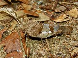 Image of red-winged grasshopper