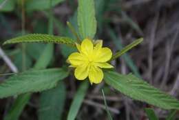 Image of Corchorus confusus Wild