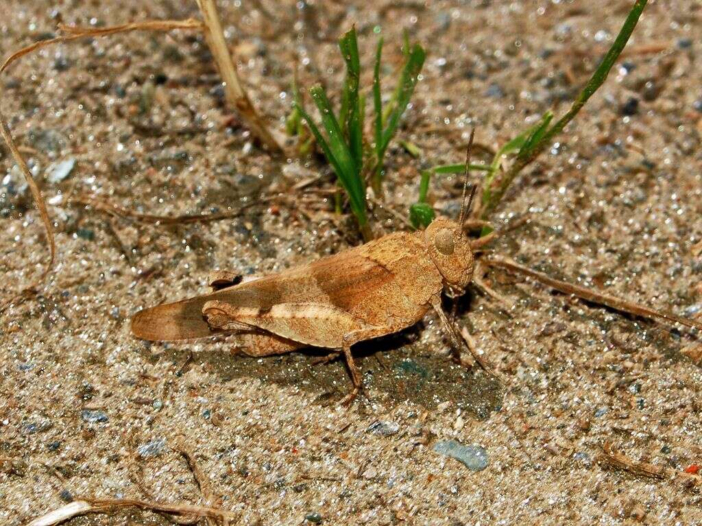 Image of red-winged grasshopper