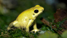 Image of Golden Poison Frog