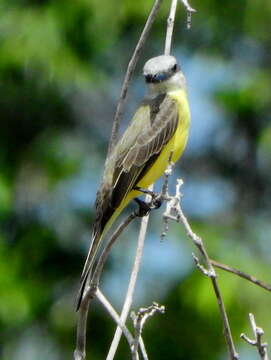 Image of White-throated Kingbird