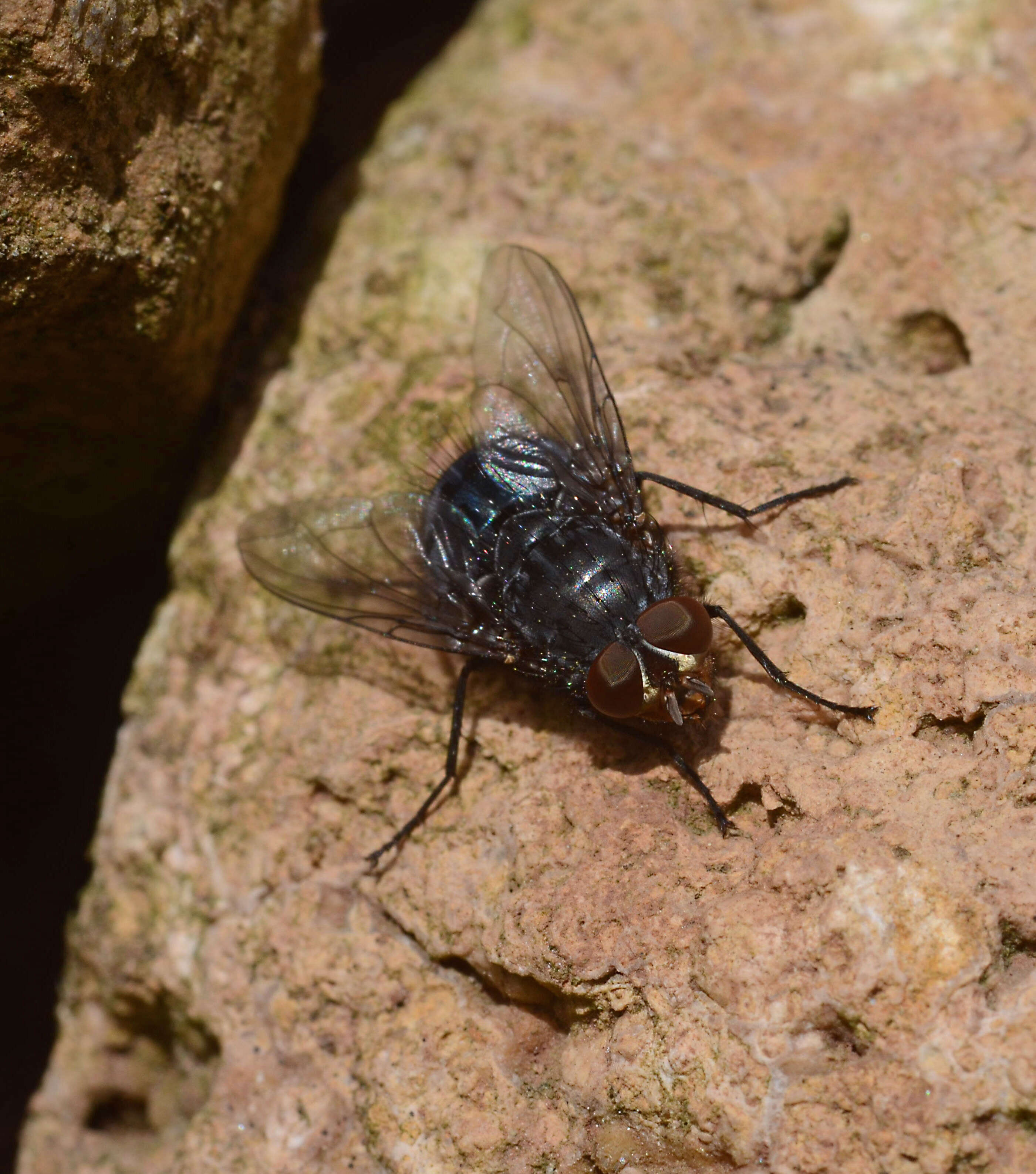 Image of Blue blowfly