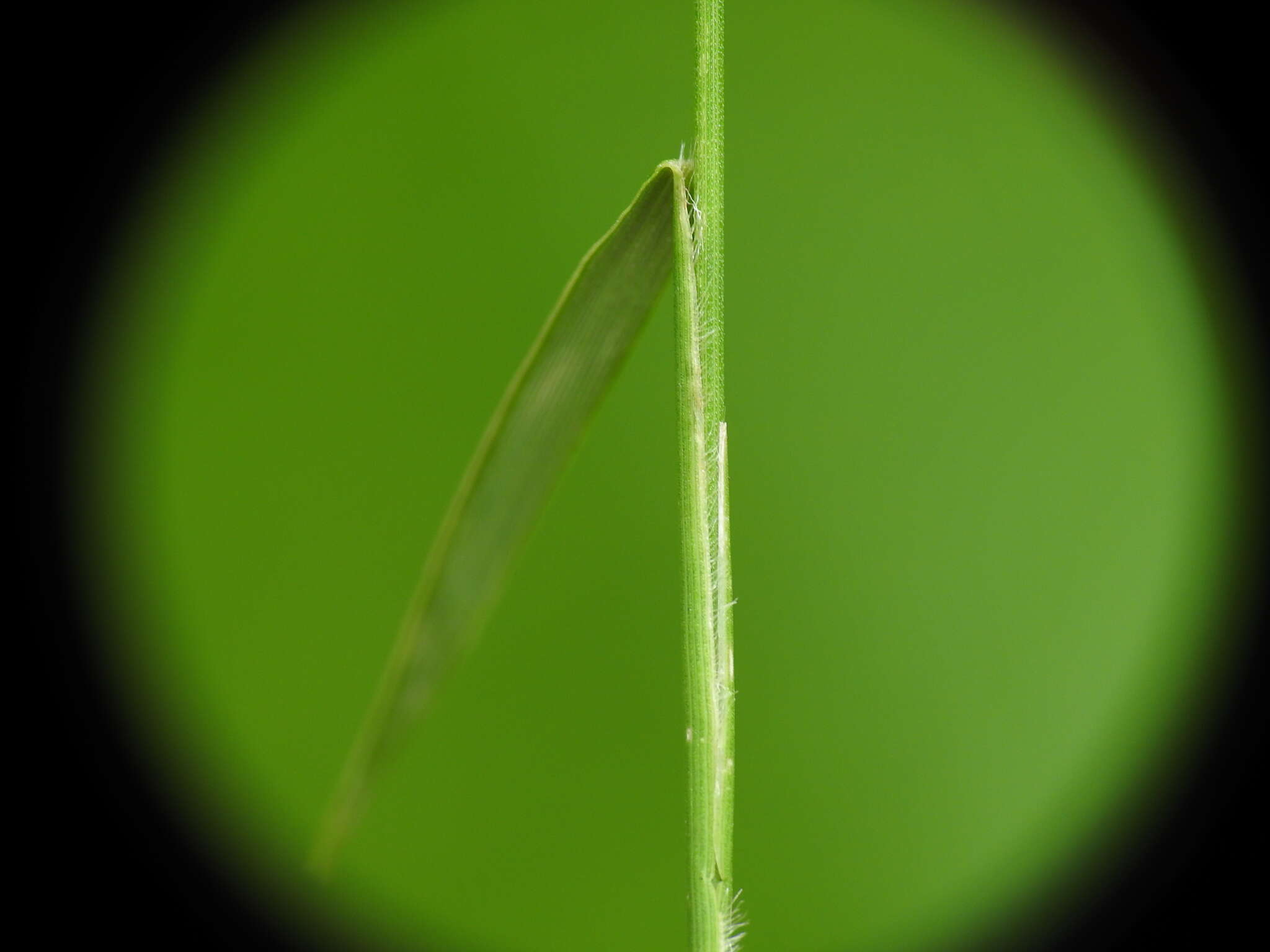 Image of Swamp Millet