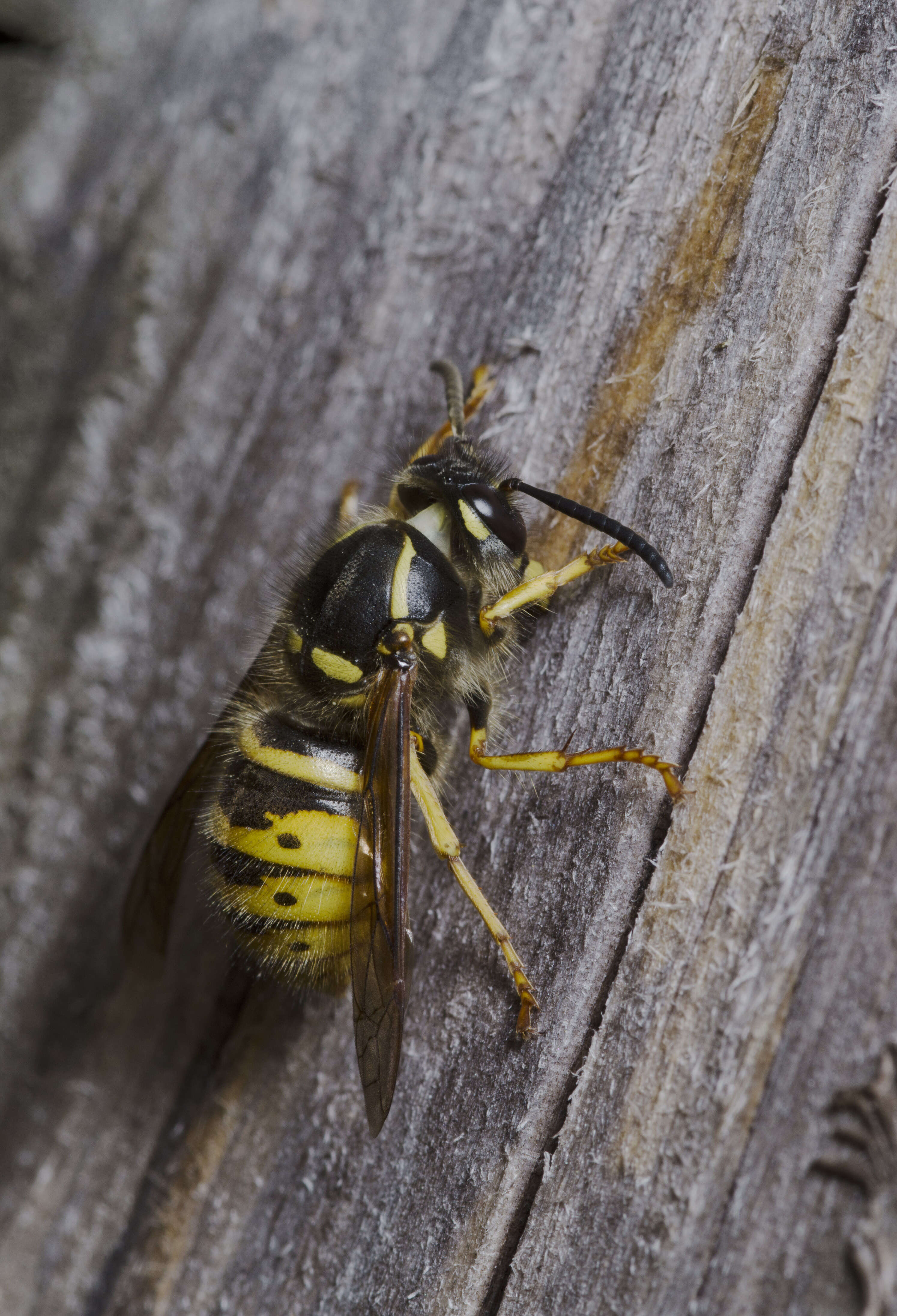 Image of German Wasp