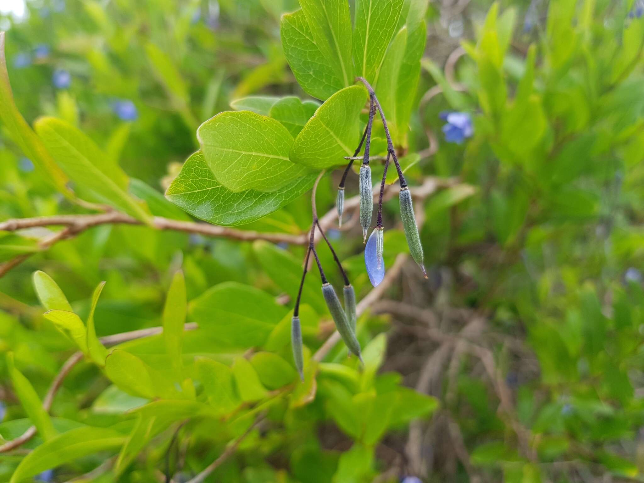 Imagem de Billardiera heterophylla (Lindl.) L. W. Cayzer & Crisp