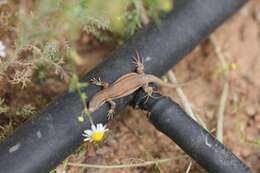 Image of Iberian Wall Lizard