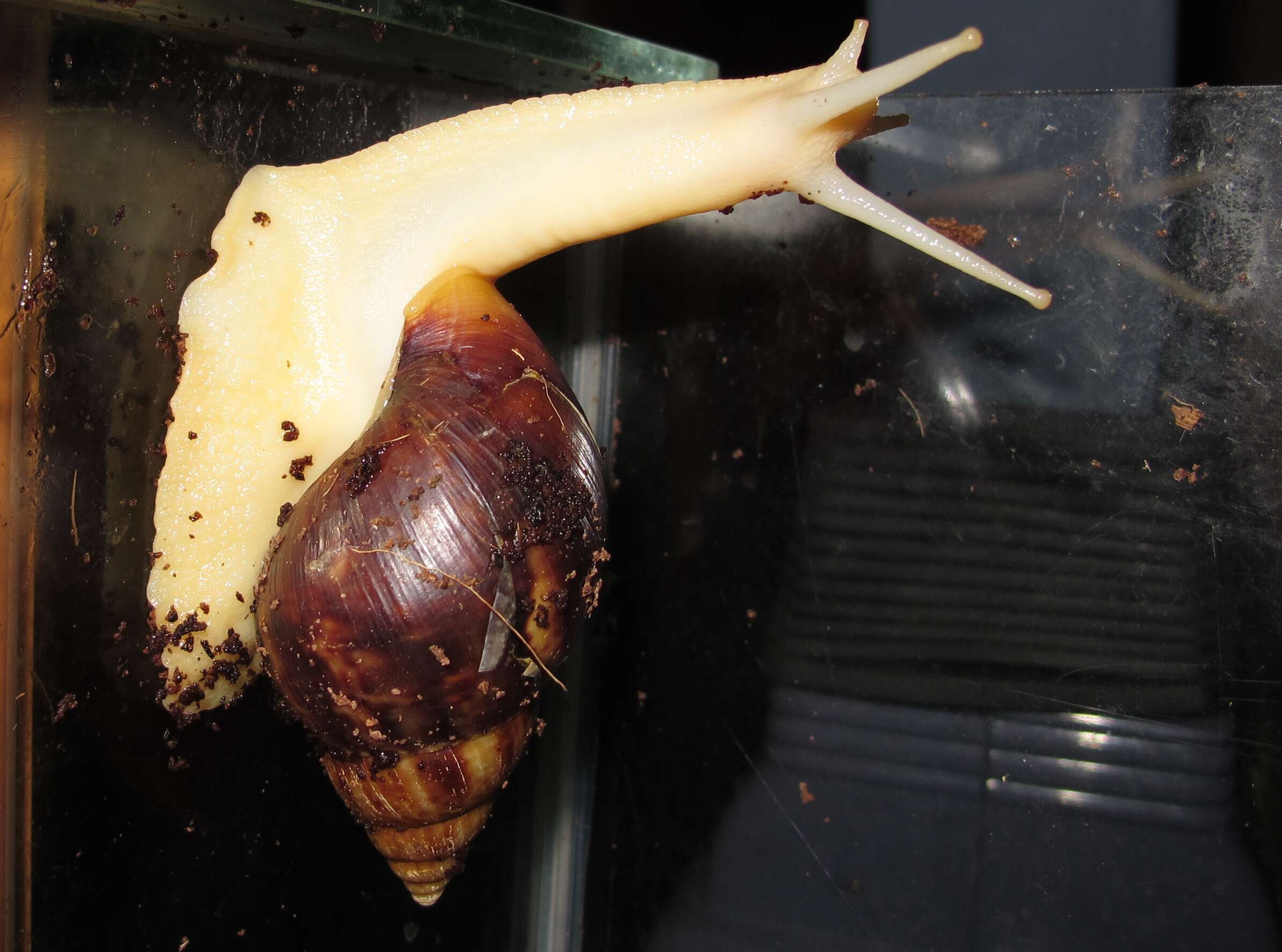 Image of Achatina fulica