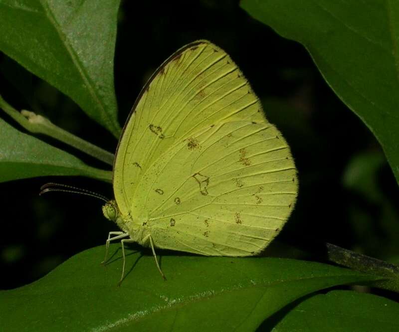 Слика од Eurema hecabe (Linnaeus 1758)