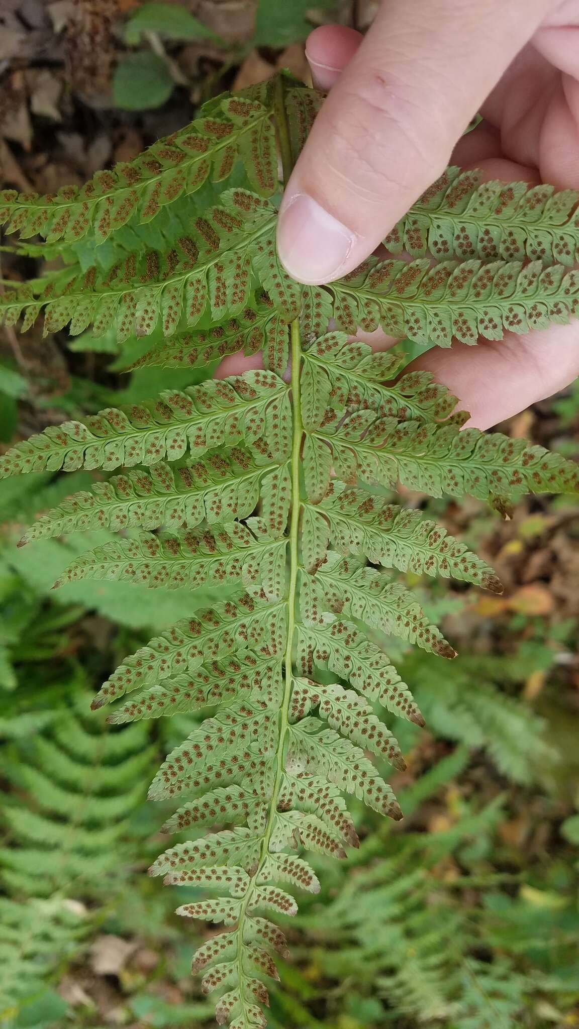 Image of hollyfern