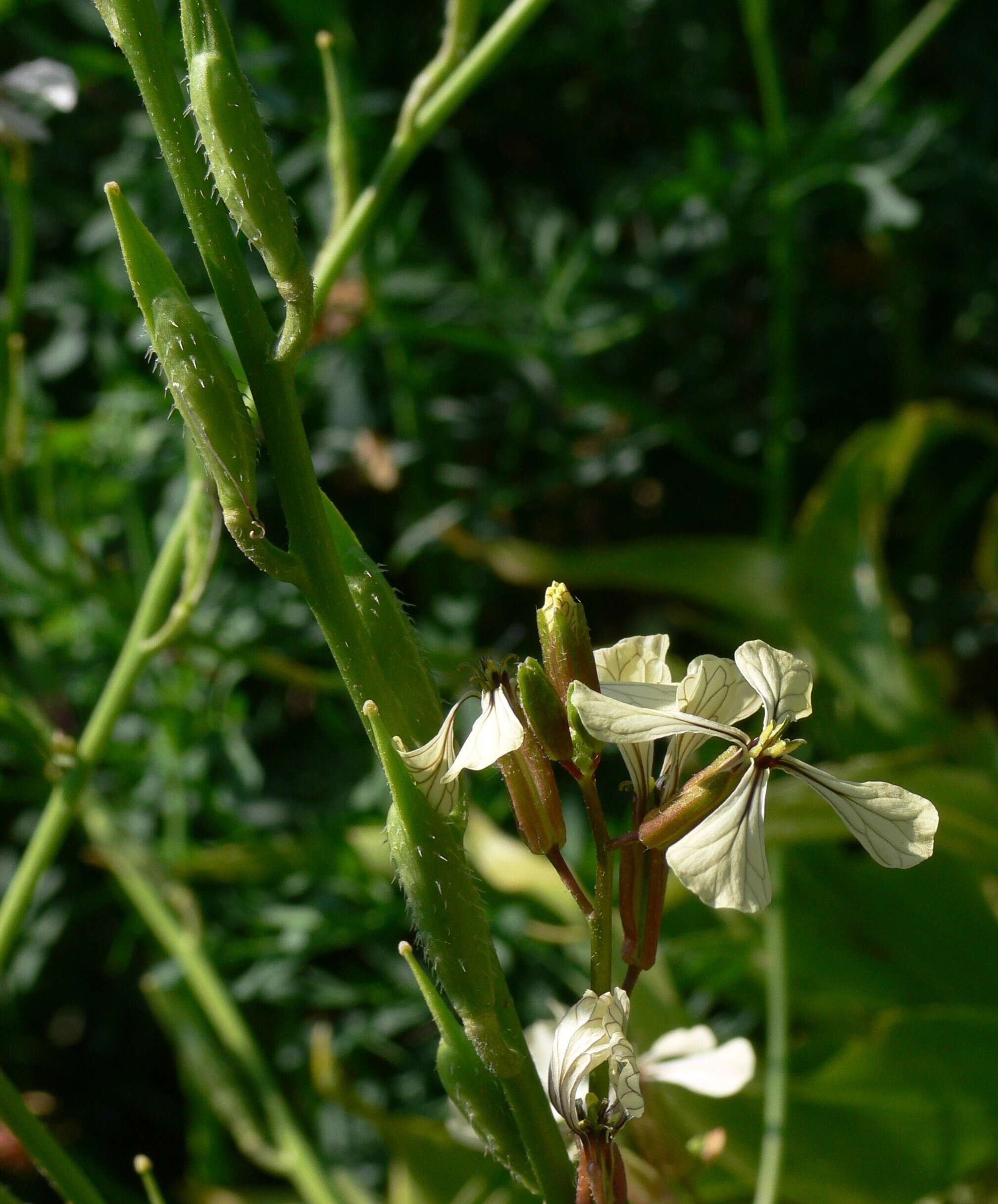 Image of Rocket salad