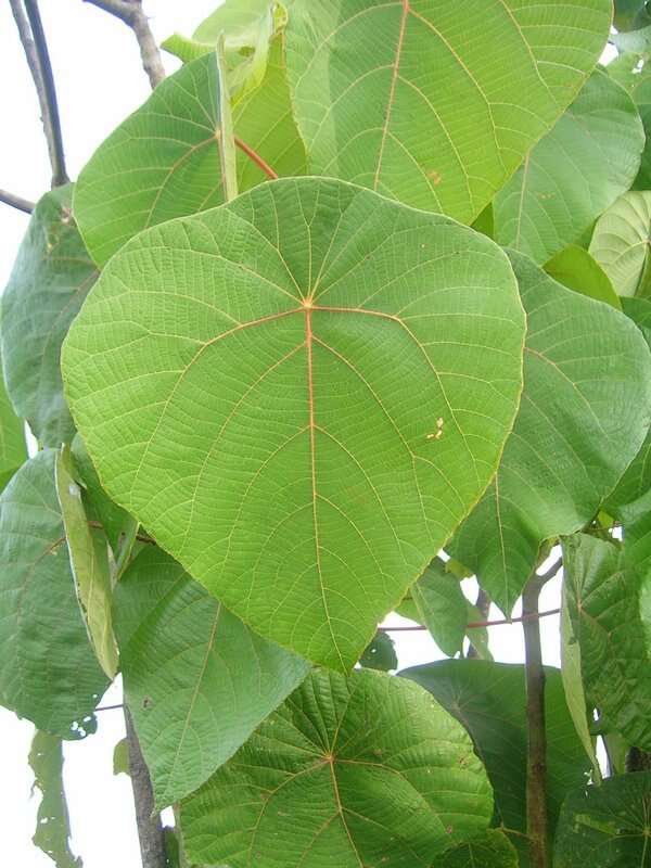 Image of Macaranga peltata (Roxb.) Müll. Arg.