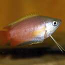 Image of Honey gourami