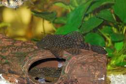 Image of Temminck's Bristlenose