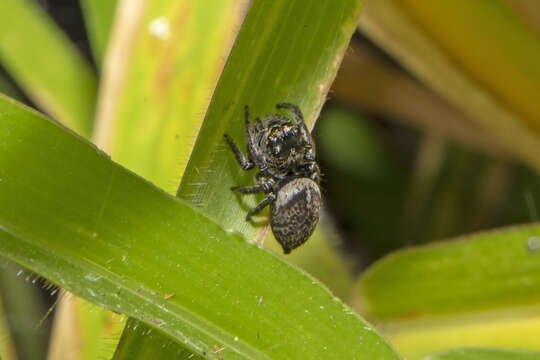 Image of Euryattus bleekeri (Doleschall 1859)