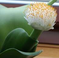 Imagem de Haemanthus albiflos Jacq.