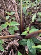 Image de Cibotium menziesii Hook.