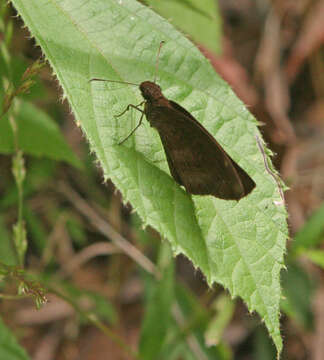 Image of Psolos fuligo subfasciatus Moore 1878