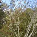 Image of Callistemon viminalis subsp. viminalis