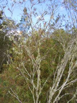 Image of Callistemon viminalis subsp. viminalis