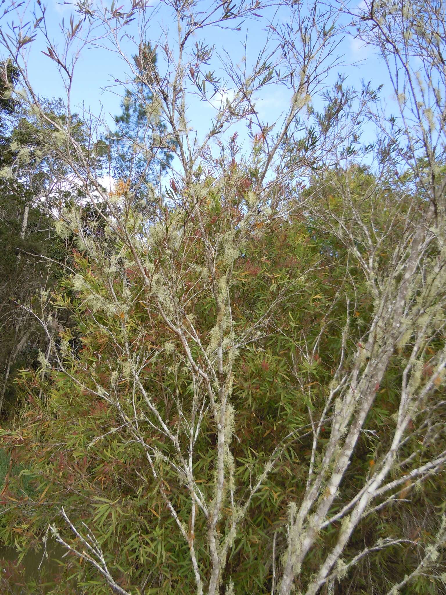 Image of Callistemon viminalis subsp. viminalis